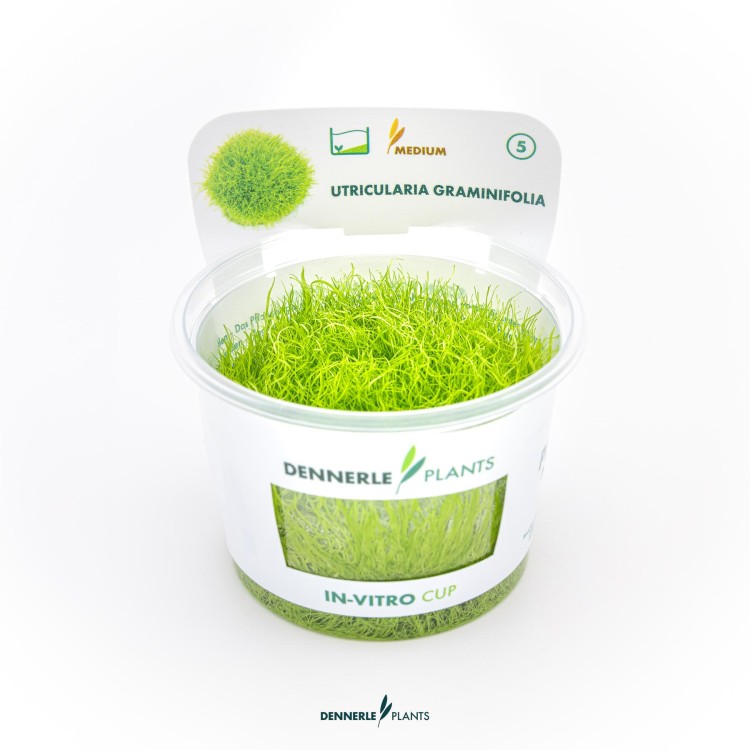 Dennerle Utricularia graminifolia In-Vitro - imagine 7